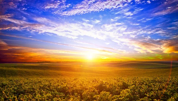 Green Field and Beautiful Sunset — Stock Photo, Image