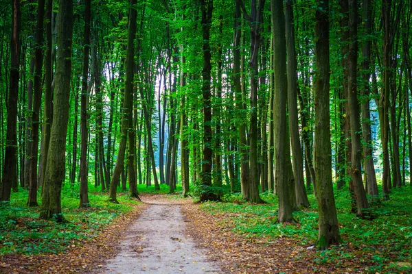 Prachtige groene woud — Stockfoto