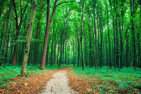 Prachtige groene woud — Stockfoto