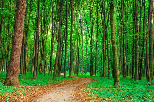 Prachtige groene woud — Stockfoto