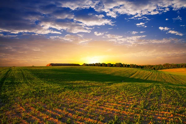 緑の野と美しい夕日 ストック画像