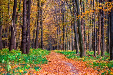 Sonbahar orman ağaçları. doğa yeşil ahşap güneş ışığı arka planı