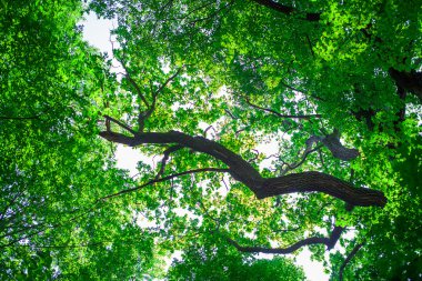 Orman ağaçları doğa yeşil ahşap güneş ışığı arka planı