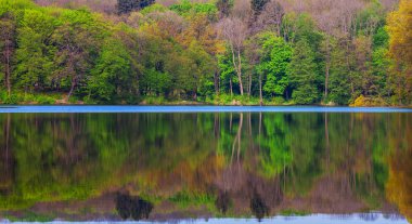 Resimli orman ve nehir.