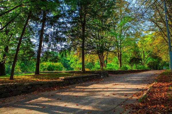 Beautiful green forest — Stock Photo, Image