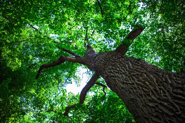 Bos bomen natuur groen hout zonlicht achtergronden — Stockfoto