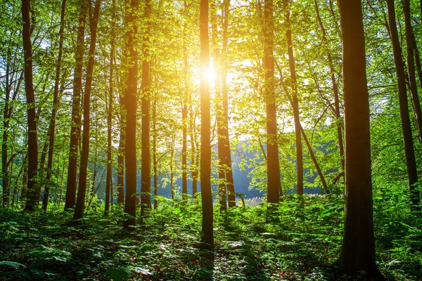 Schöner grüner Wald — Stockfoto