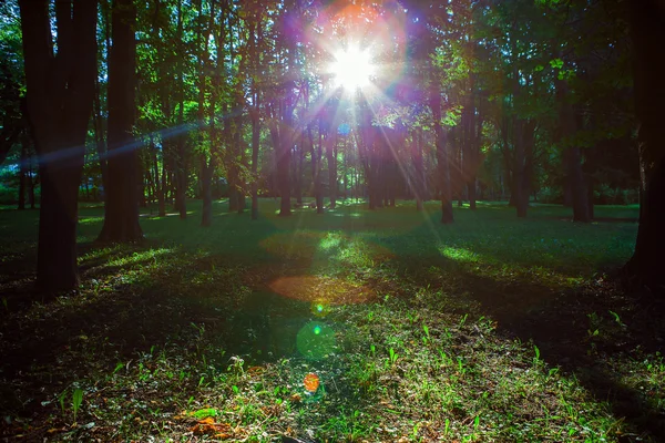 Schöne Allee in den Park — Stockfoto