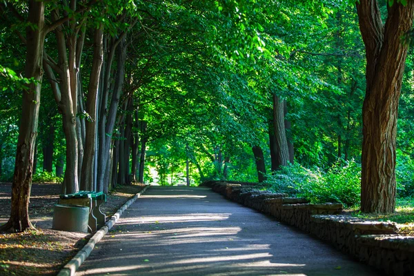 Schöne Allee in den Park — Stockfoto