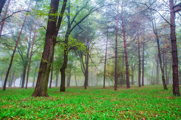 Spring beech forest in the mountains — Stock Photo, Image