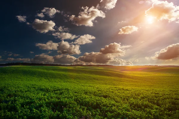 Campo verde con rugiada al mattino presto — Foto Stock