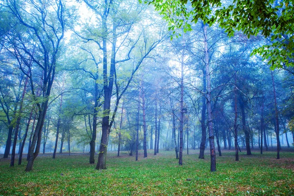 Autumn park and small fog — Stock Photo, Image