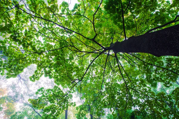 Las drzewa natura zielony drewno światło słoneczne tła — Zdjęcie stockowe