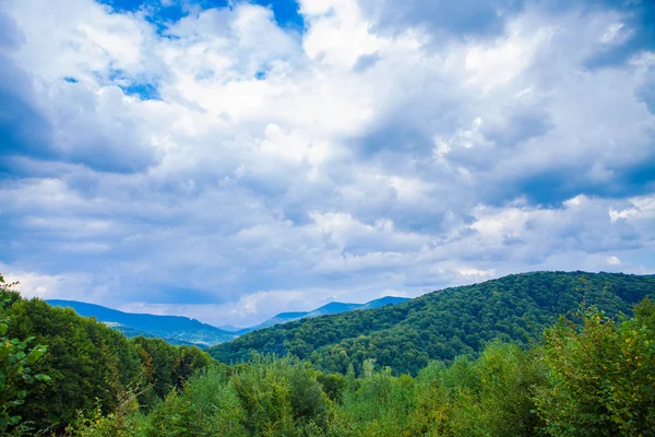 Kiefernwald — Stockfoto