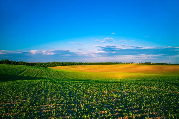 To the orthros the green field — Stock Photo, Image
