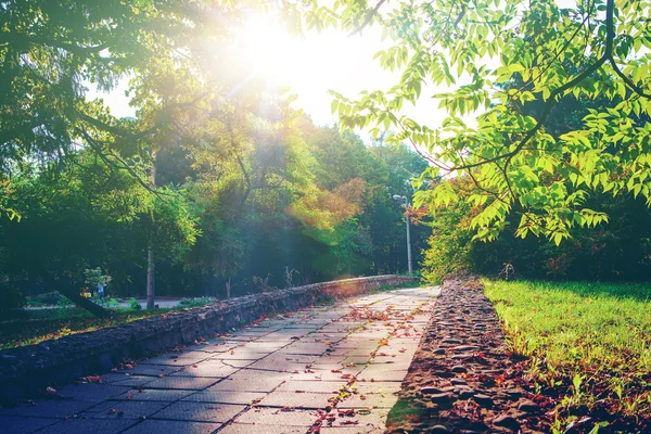 Дорога в парке ранним утром — стоковое фото