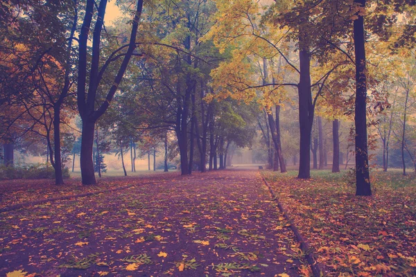 Kleiner Nebel liegt im Herbst in einem zentralen Park — Stockfoto