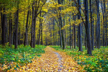 Sonbahar orman ağaçları. doğa yeşil ahşap güneş ışığı arka planı