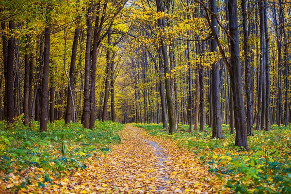 Herfstbosbomen. natuur groen hout zonlicht achtergronden — Stockfoto