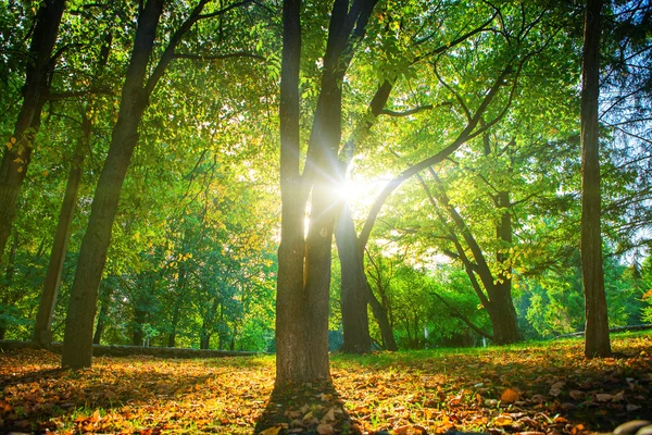 Bella scena del mattino nella foresta con i raggi del sole — Foto Stock