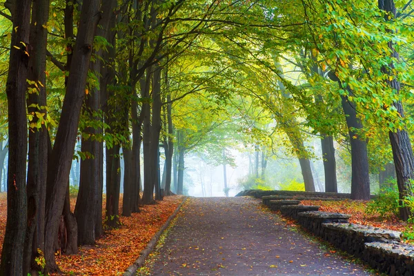 Niebla pequeña es en otoño en un parque central —  Fotos de Stock