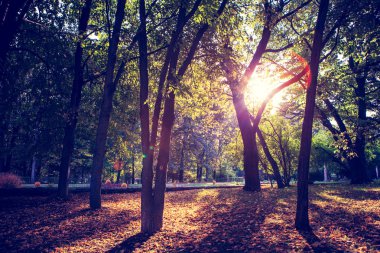 çok güzel bir sabah yeşil orman