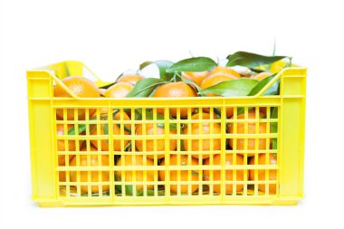 kutusunda taze olgun mandalina