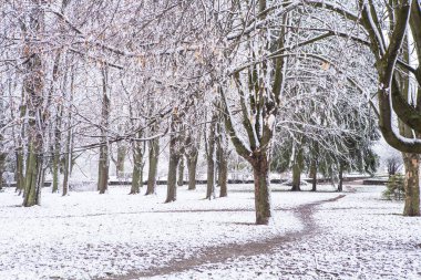 Snowy Orman ağaçları
