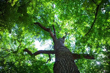 orman yeşil ağaçları