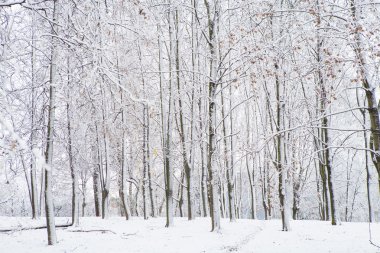 kış orman ağaçları