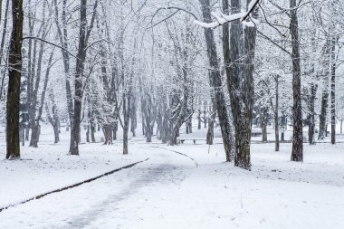 orman doğa kar ahşap arka plan ağaç