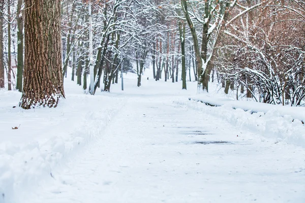 Journée d'hiver dans le parc — Photo