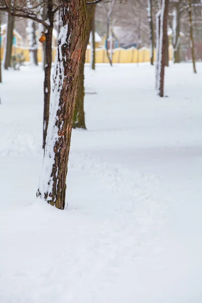 Wintertag im Park — Stockfoto