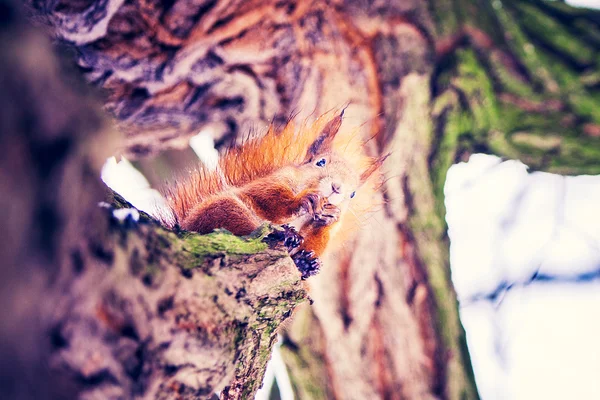 Cute squirrel on tree — Stock Photo, Image