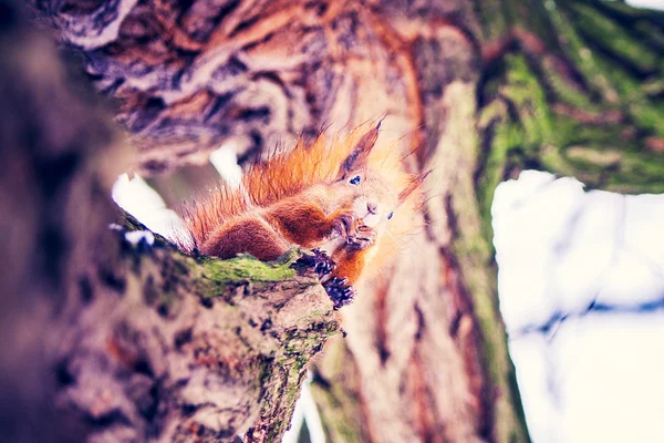 Mignon écureuil sur arbre — Photo