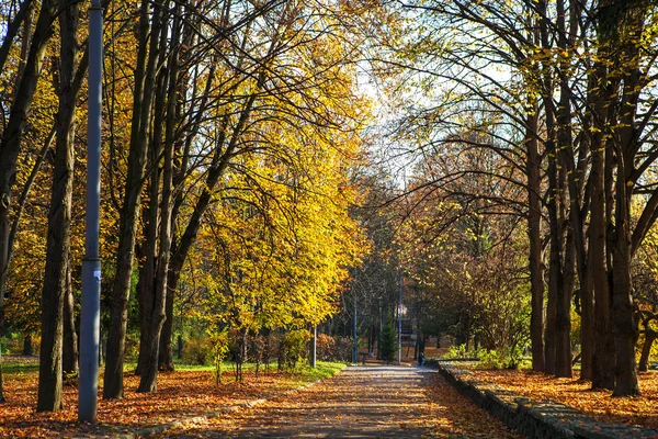 Fog in autumn park — Stock Photo, Image