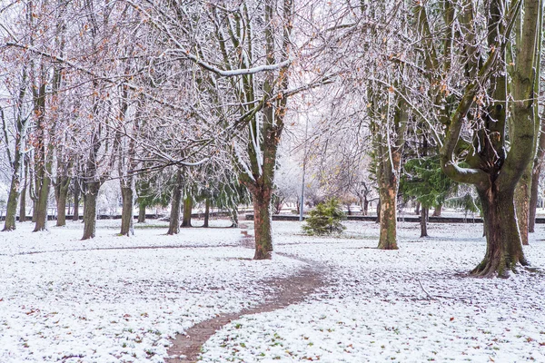 Snowy Orman ağaçları — Stok fotoğraf