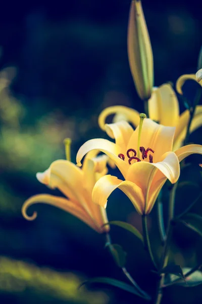 Piękne lilie żółty — Zdjęcie stockowe
