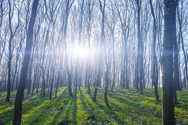 Beautiful green forest — Stock Photo, Image