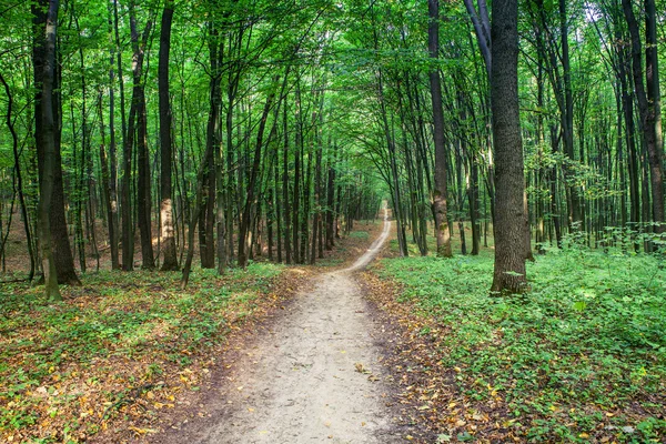 Schöner grüner Wald — Stockfoto