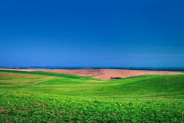 Campo de verão verde — Fotografia de Stock