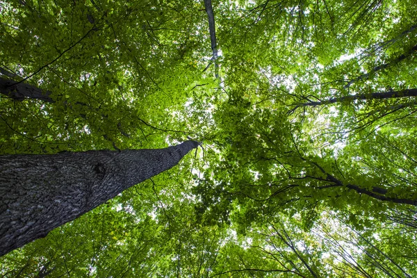 Foresta alberi verdi — Foto Stock