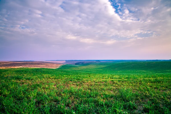 Campo de verano verde — Foto de Stock