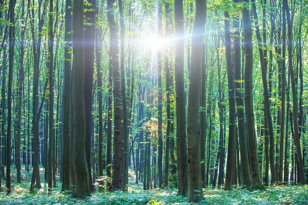Hermoso bosque verde —  Fotos de Stock