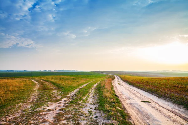 Green summer Field — Stock Photo, Image