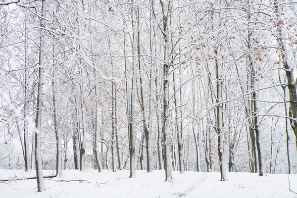 Arbres forestiers d'hiver — Photo