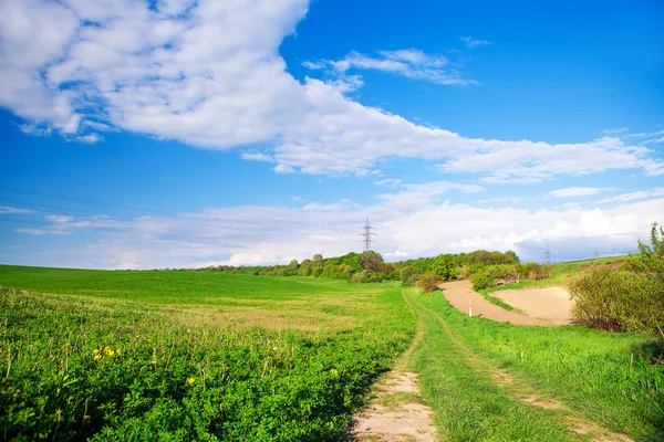 Groene zomer veld — Stockfoto