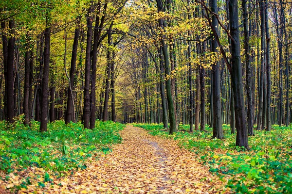 Herfst bos bomen — Stockfoto