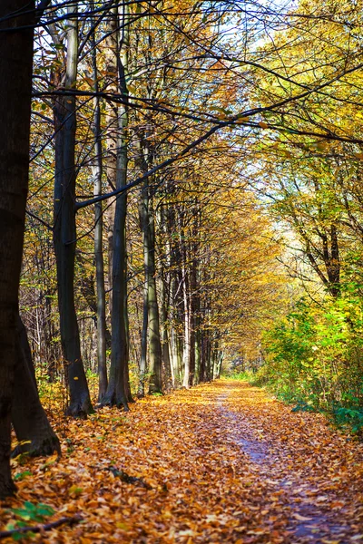 Herfst bos bomen — Stockfoto