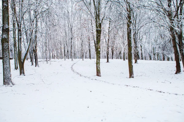 Árboles forestales de invierno —  Fotos de Stock